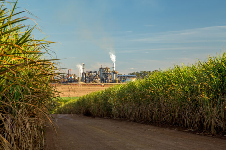Ngành Mía Đường và Ethanol